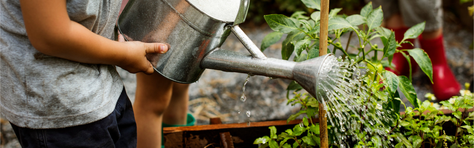 A child using a watering can to tend vegetables.